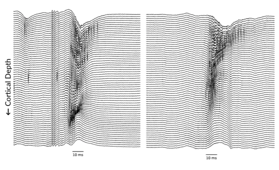 Two black-and-white waveform plots represent neural activity at different cortical depths over time, with each line showing data at a specific depth. Both plots have 10 ms scale bars at the bottom.