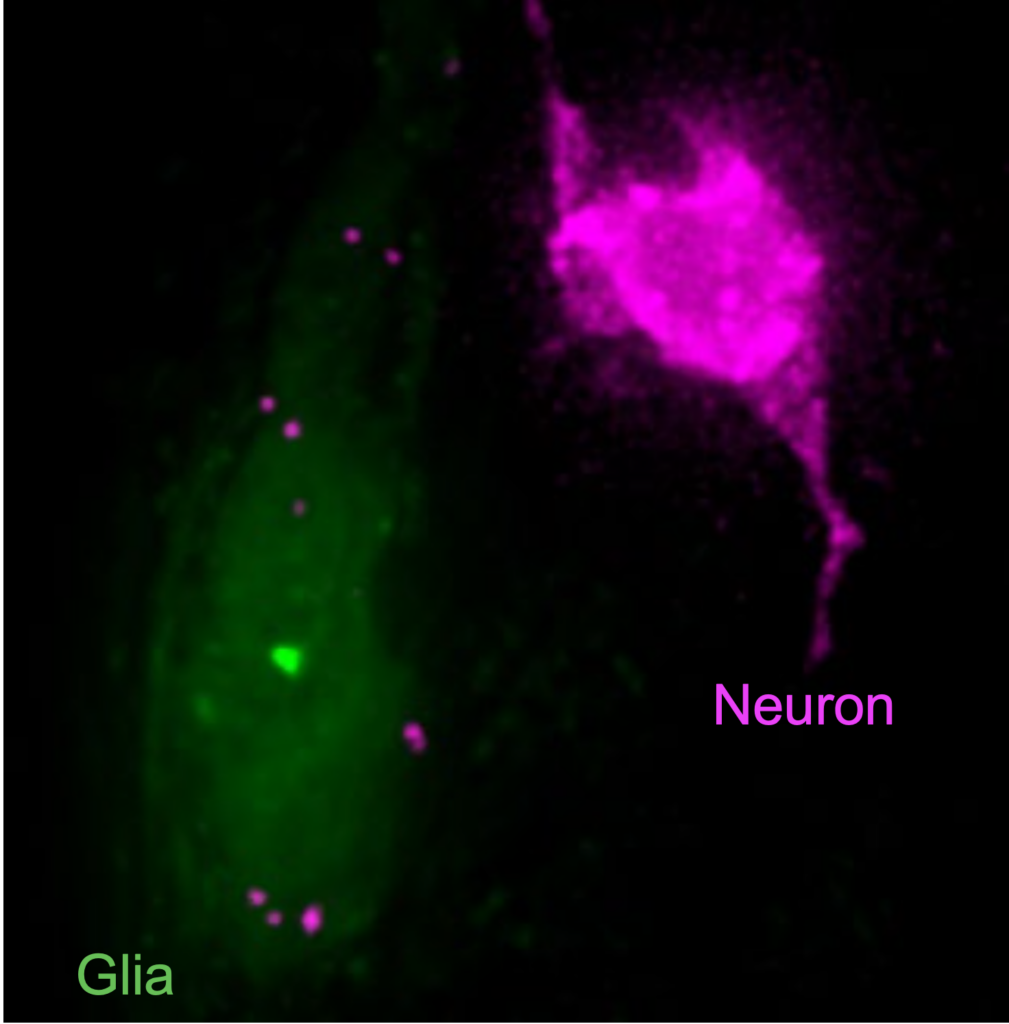 Fluorescent microscopy image showing a pink neuron on the right and green glia on the left, each labeled accordingly.
