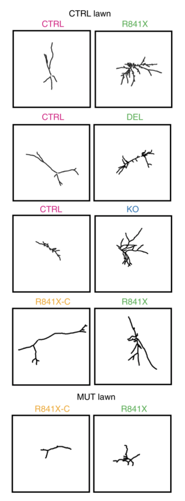 Ten panels show black branched tracings labeled as CTRL, R841X, DEL, or KO, on CTRL or MUT lawns, highlighting differences in neuron morphology between the conditions.