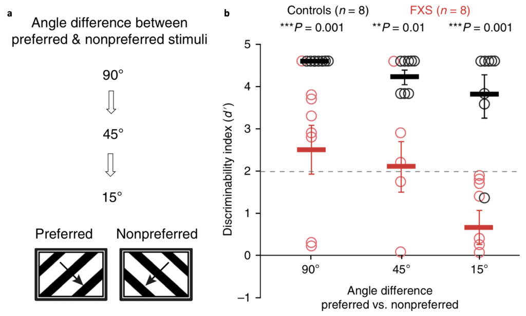 Diagram showing Angle difference between preferred and nonpreferred stimuli next to a graph with Discriminability index on the Y axis and Angle difference preferred versus non preferred.