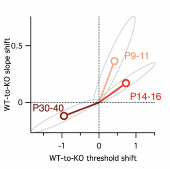 Line graph showing WT-to-KO slope shift vs WT-to-KO threshold shift. Three points marked: P9-11 (light red), P14-16 (red), and P30-40 (dark red). Lines connect the points, showing changes across ages.