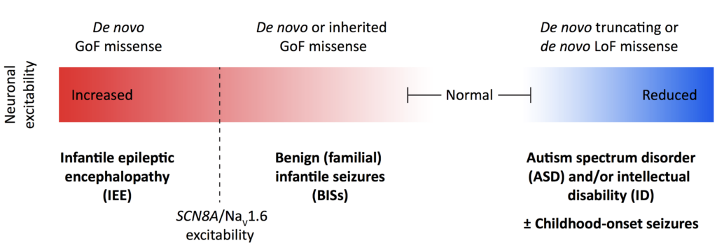 Diagram showing neuronal excitability spectrum: increased (red, left) linked to epileptic encephalopathy, normal (center) linked to benign infantile seizures, and reduced (blue, right) linked to autism/ID, with genes noted.