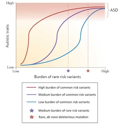 Graph showing how autistic traits increase with higher burden of rare risk variants; lines compare high, medium, and low common risk variants. Star markers indicate rare and de novo mutation burdens.