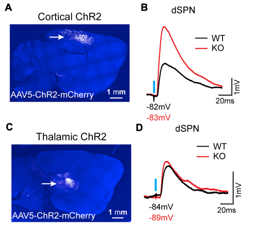 Two brain slice images (A, C) show ChR2-mCherry expression with white arrows, and graphs (B, D) depict voltage traces for WT (black) and KO (red) dSPNs after stimulation, labeled by injection site: cortical or thalamic.