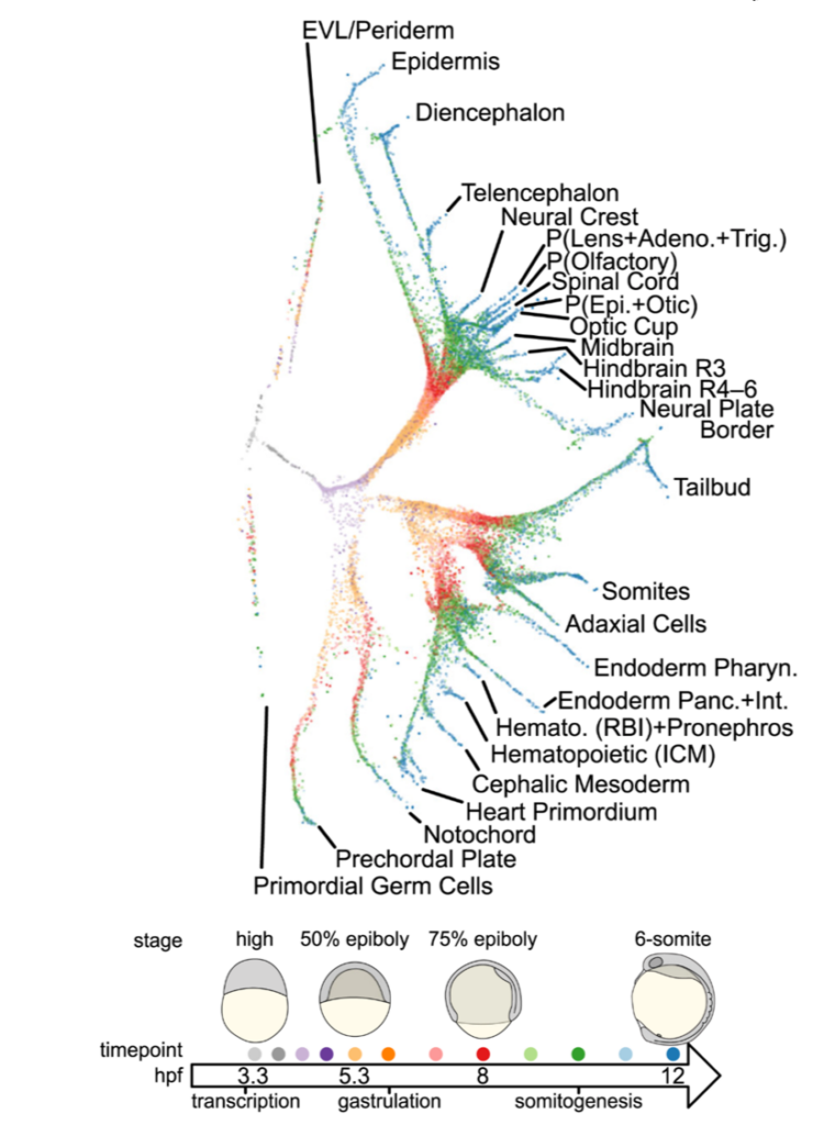 Color-coded scatter plot of embryonic cell types and regions, labeled with developmental stages. Bottom timeline shows timepoints: transcription, gastrulation, and somitogenesis, with representative embryo diagrams.