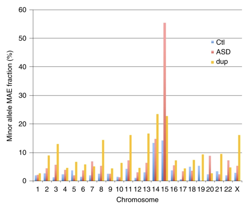 Bar graph showing minor allele MAE fraction (%) by chromosome for three groups: Ctl (blue), ASD (red), and dup (yellow). Chromosome 15 shows a tall red bar for ASD. Other groups vary across chromosomes.