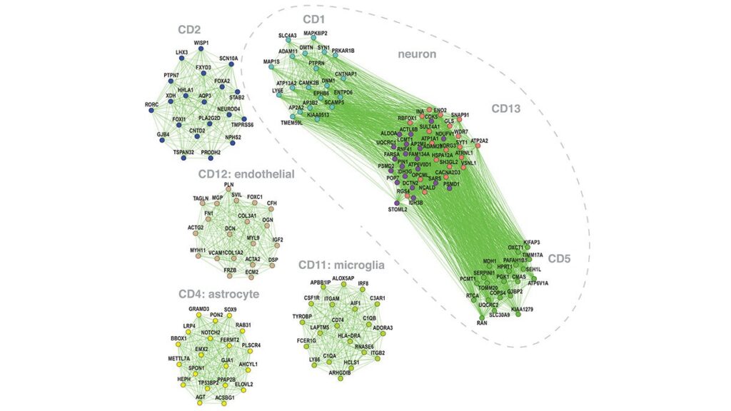 Network diagram showing clusters of gene interactions labeled as neuron, endothelial, astrocyte, and microglia, with connecting green lines and identified groups CD1, CD2, CD4, CD5, CD11, and CD12.