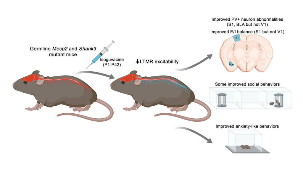Two mice: left with red spinal/brain highlights, right with blue; arrows show changes after treatment. Right mouse brain diagram notes neuron improvements and behavior tests show improved social and anxiety-like behaviors.