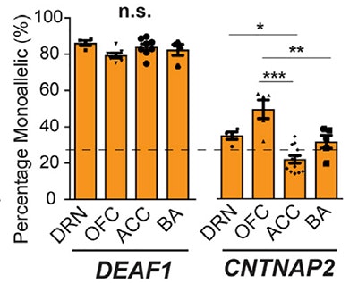 Bar graph comparing percentage monoallelic expression for DEAF1 and CNTNAP2 in DRN, OFC, ACC, and BA brain regions, showing significant differences for CNTNAP2 but not for DEAF1.