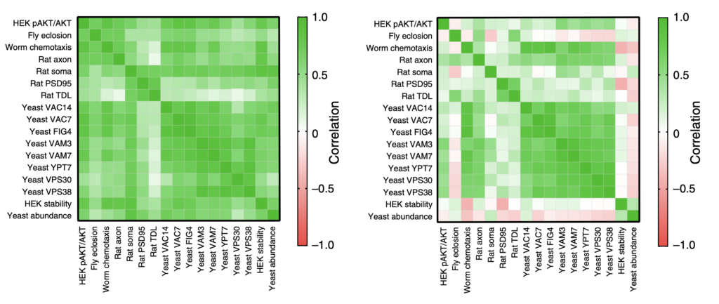Two heatmaps show correlation matrices with green indicating positive correlation and red negative. Labels on axes list biological terms, with most squares green, some pink. Color bars range from -1.0 to 1.0.