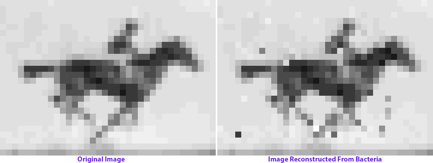 Two pixelated images side by side show a horse and rider. The left is labeled Original Image and the right, with slightly more noise, is labeled Image Reconstructed From Bacteria..