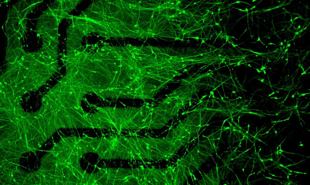 Image of Multielectrode arrays (MEA)