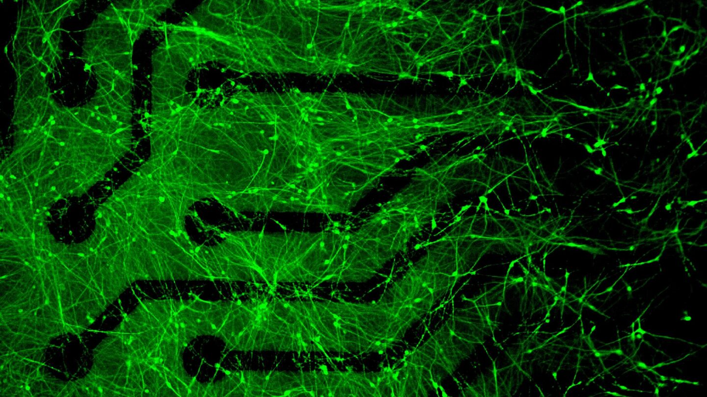 Image of Multielectrode arrays (MEA)