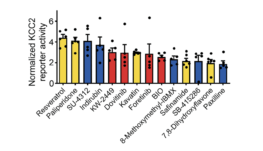 Image of Therapeutic drugs that boost KCC2 expression in human neurons graph