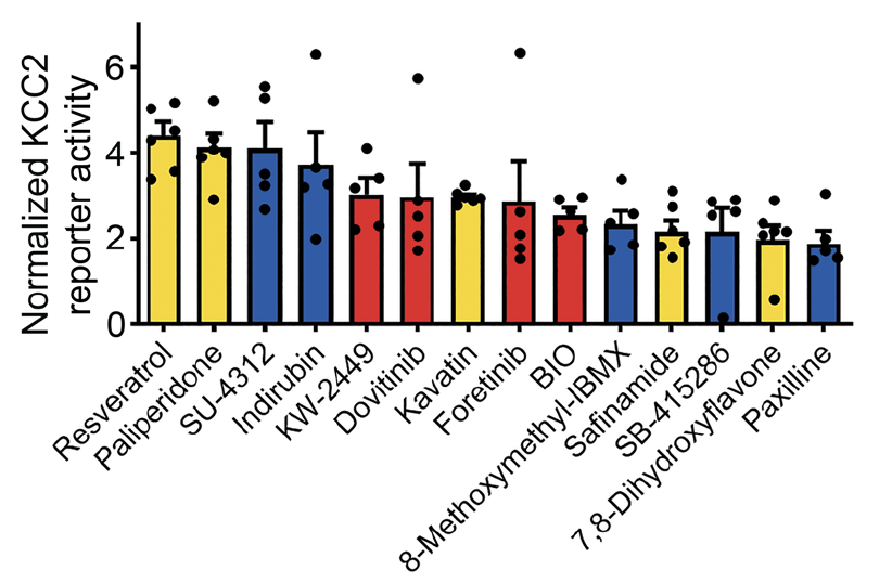 Image of Therapeutic drugs that boost KCC2 expression in human neurons graph