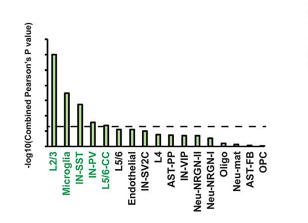 Bar graph displaying cell types on the x-axis and -log10(Pearsons P Value) on the y-axis, with L2/3 and Microglia having the highest bars, followed by IN-SST and others in descending order.