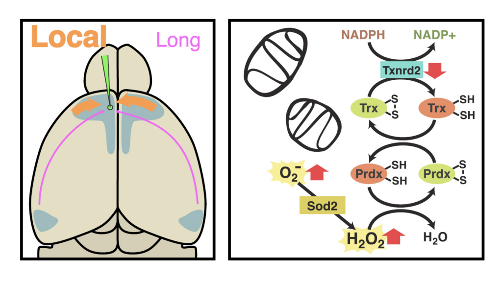 Diagram with two panels: Left, a brain with colored labels Local (orange) and Long (purple) indicating pathways; right, a biochemical pathway showing mitochondria and antioxidant enzymes neutralizing reactive oxygen species.
