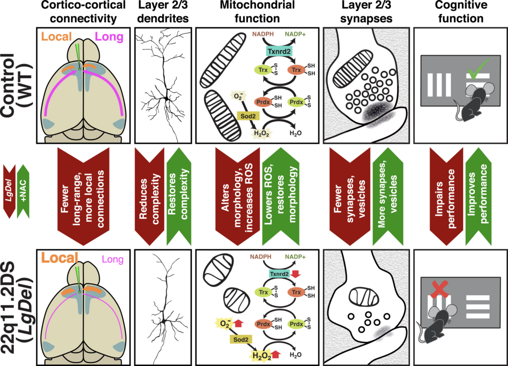 Diagram comparing control and 22q11.2DS mouse brains, showing differences in connectivity, dendrites, mitochondrial function, synapses, and cognitive performance, with icons and labeled molecular pathways.