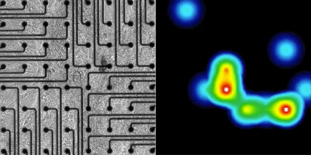 Image of neuron spikes