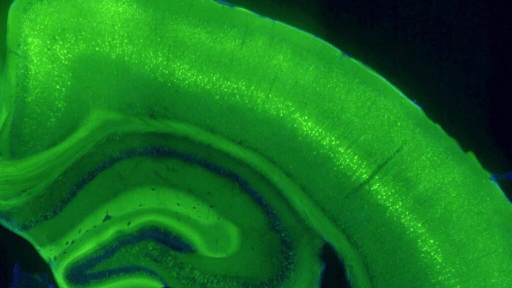 Image of mouse cortex