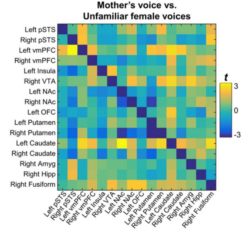 A heatmap compares brain region responses to mothers versus unfamiliar female voices, with blue to yellow colors reflecting t-scores ranging from -3 to 3, and brain areas labeled on both axes.