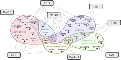 Network diagram showing genes grouped by functions: axonogenesis, cognition, brain development, cell cycle, regulation of gene expression; with lines linking genes to chromosomal regions, colored ovals highlight functional groups.