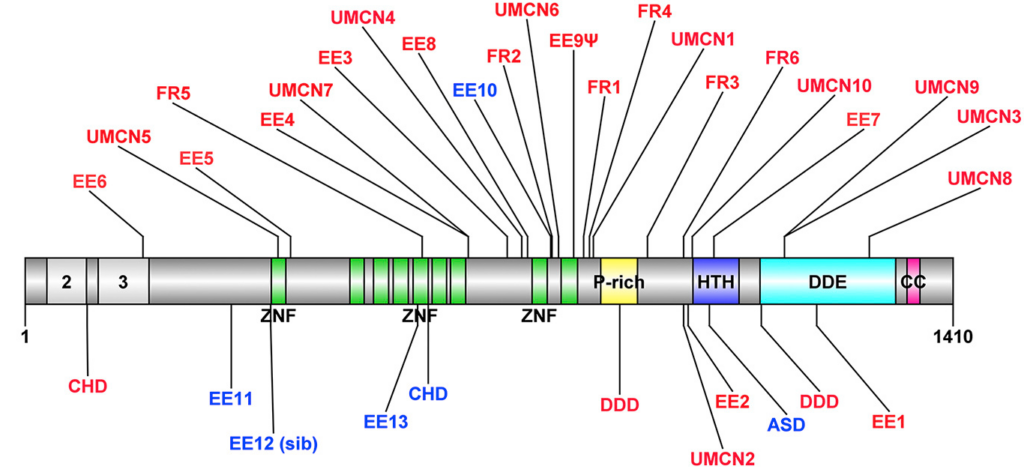 Diagram of a gene with numbered regions and color-coded domains, including ZNF, P-rich, HTH, DDE, and CC, with labeled features such as EE, FR, CHD, DDD, ASD, UMCN, and green/purple vertical lines.