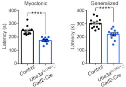 Bar graphs compare latency (in seconds) for myoclonic and generalized conditions between control and Ube3aFLOX/FLOX Gad2-Cre mice. Latency is lower in mutants; asterisks indicate statistically significant differences.