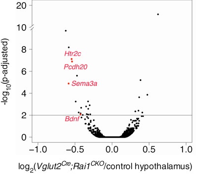 Volcano plot showing gene expression changes; x-axis: log2 fold change, y-axis: -log10(p-adjusted). Htr2c, Pcdh20, Sema3a, and Bdnf are labeled in red, indicating significant differential expression.