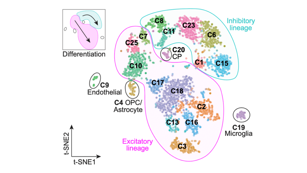 Scatter plot shows cell clusters by lineage: inhibitory (green/blue), excitatory (pink/orange), microglia (brown), endothelial (yellow), and astrocyte (gray). Inset illustrates differentiation process. Axes labeled t-SNE1 and t-SNE2.