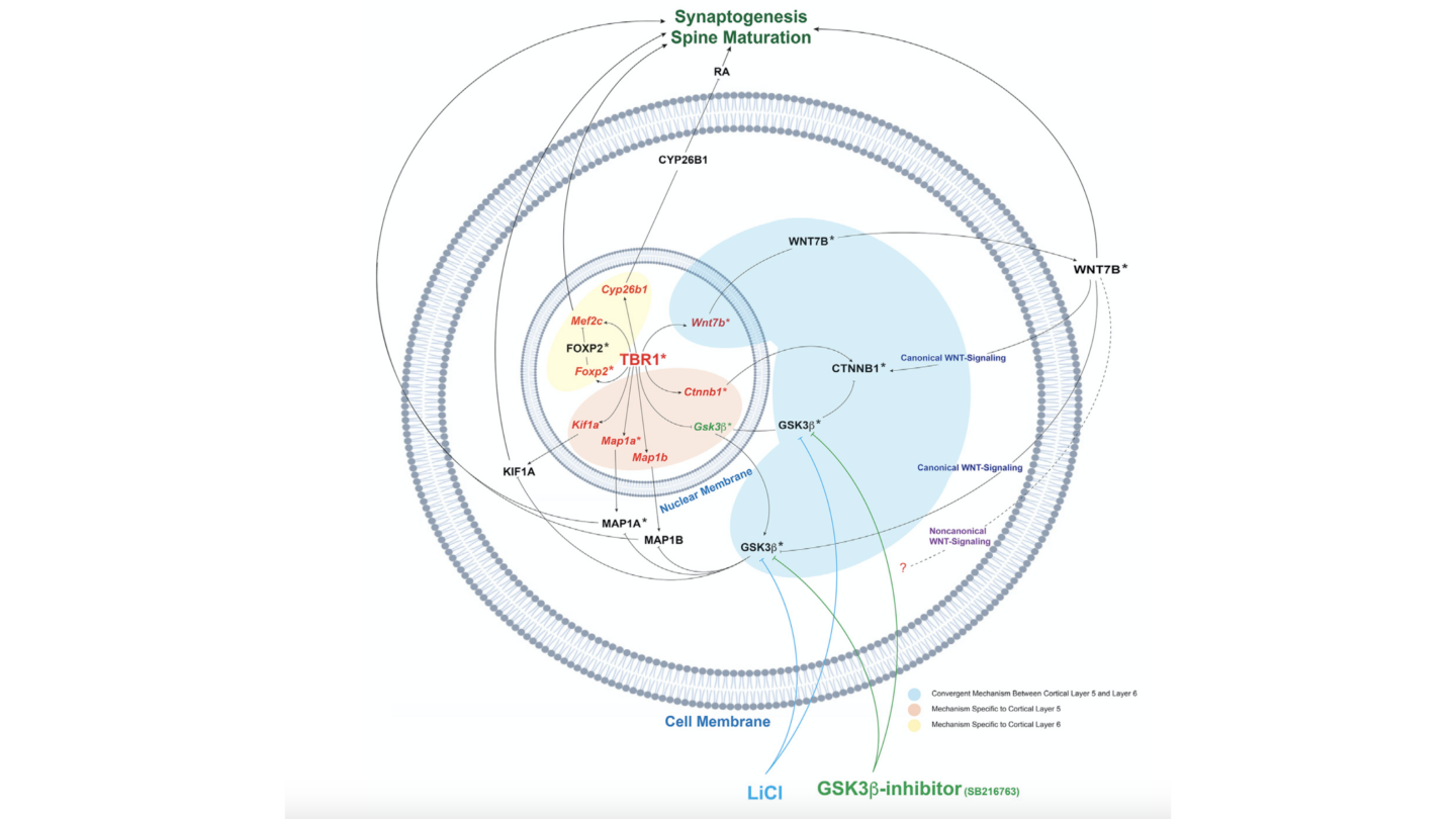 Image of graph