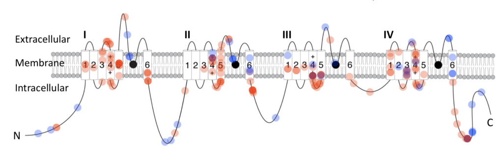 Image of SVN2A mutations