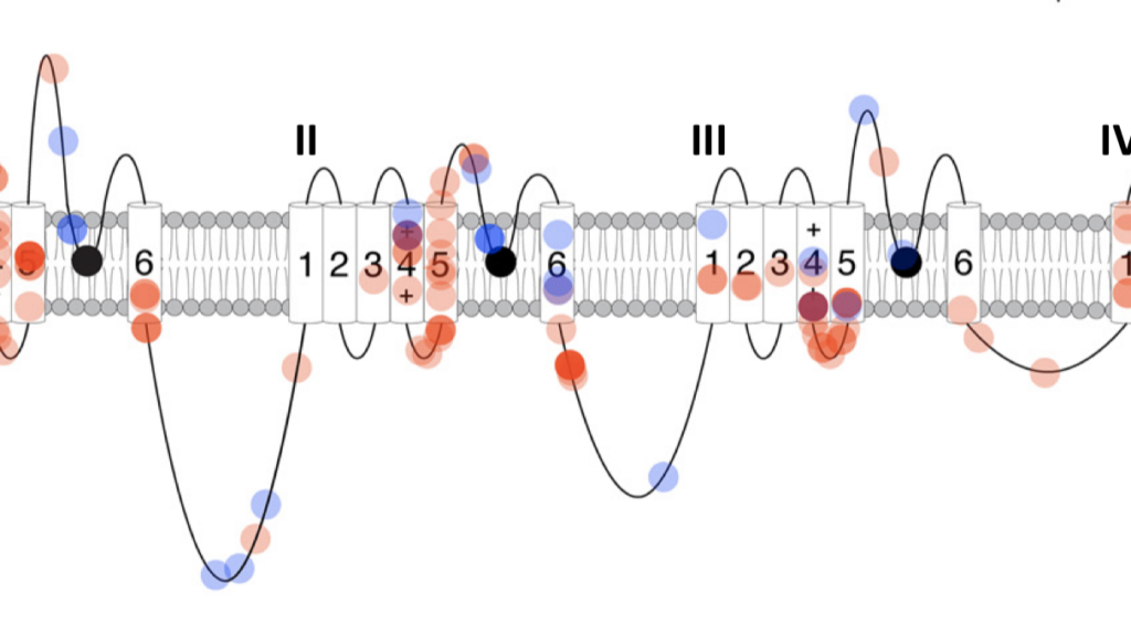 Image of SVN2A mutations