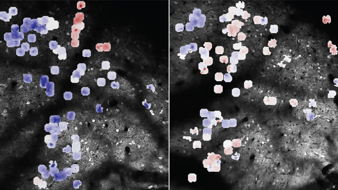 Image of the mouse superior colliculus neurons, overlaid with a color map showing the degree of plastic changes in their visual response dynamics during visual implicit learning task.