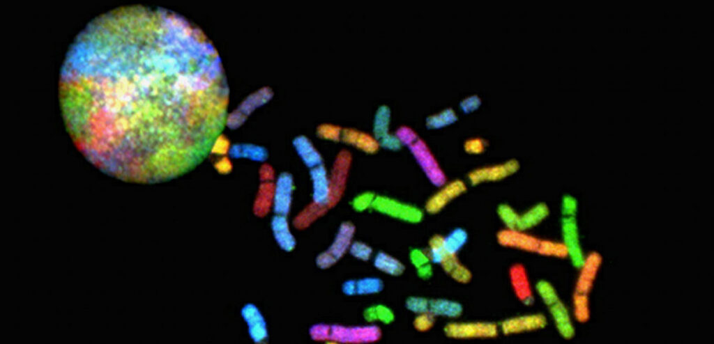 Colorful chromosomes spill out from a larger, multicolored sphere against a black background, representing a cell and its genetic material seen under a microscope.