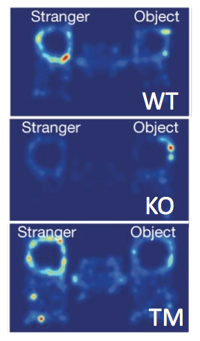Heatmaps showing mouse exploration patterns for three groups (WT, KO, TM) in a test with a stranger and an object. Color intensity indicates time spent near each area, with differences among groups.