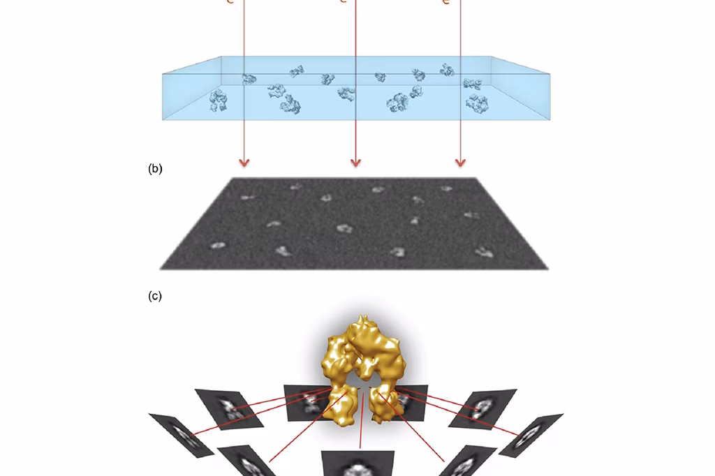 Diagram showing cryo-EM: (a) electrons passing through a frozen sample, (b) resulting image with particles, (c) 3D structure reconstructed from multiple 2D images around the sample.