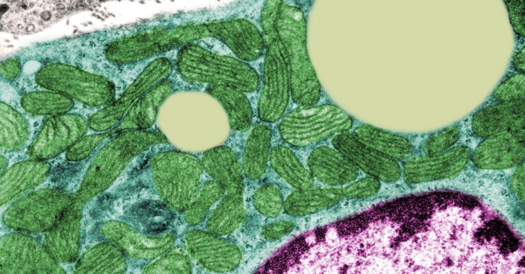 Mitochondria