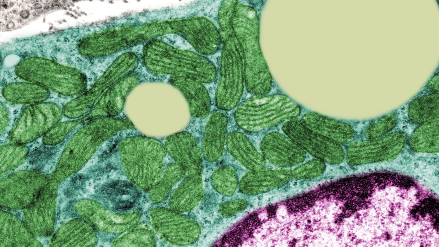 Mitochondria