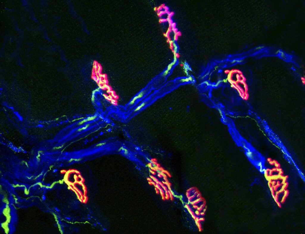 Image of neurons