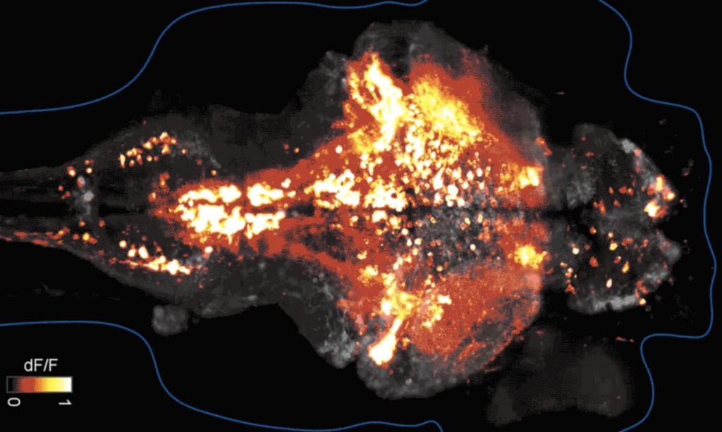 A heatmap of neural activity in a fish brain, with bright orange and yellow regions indicating high activity against a dark background. Blue outlines mark the brains shape; a color scale is shown in the lower left corner.