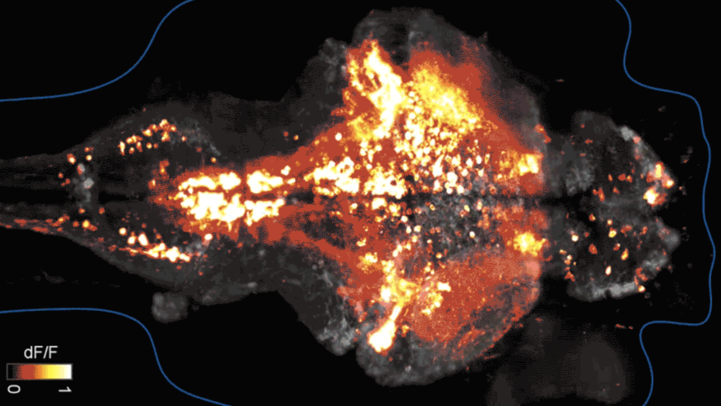 A heatmap of neural activity in a fish brain, with bright orange and yellow regions indicating high activity against a dark background. Blue outlines mark the brains shape; a color scale is shown in the lower left corner.