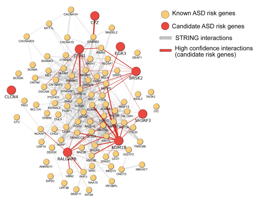 Network diagram of ASD risk genes showing known (yellow) and candidate (orange) genes, with red and gray lines for interactions. High confidence interactions are bold red; gray background highlights network density.