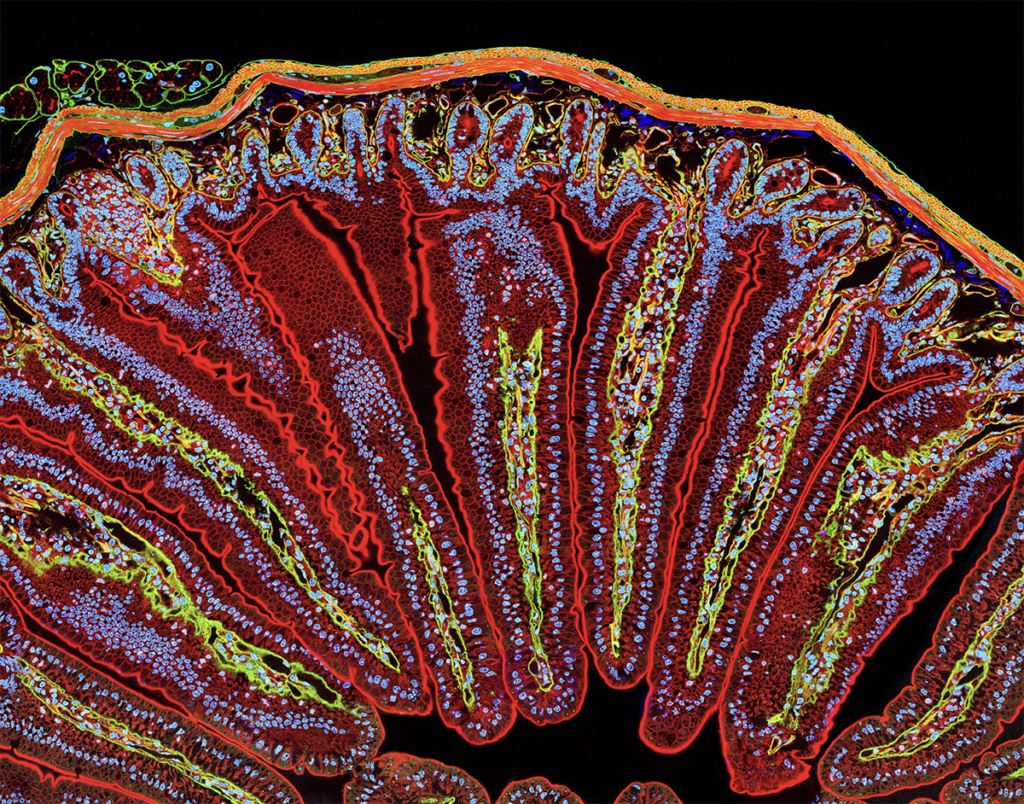 Colorful microscopic image showing cross-section of small intestine tissue with red, yellow, green, and blue highlighting different cell structures and layers, revealing intricate villi and cellular organization against a black background.