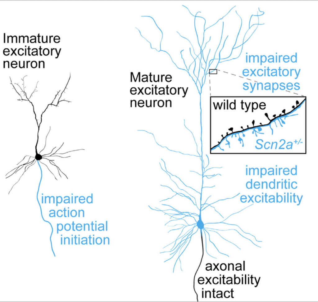Images of neurons