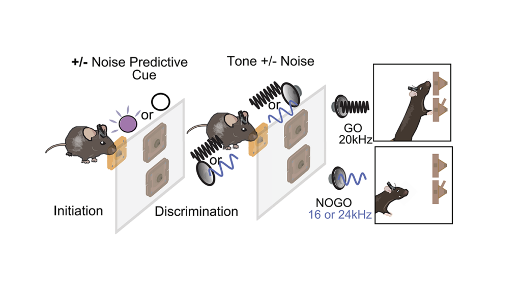 Diagram showing mice receiving a cue, then discriminating between noise and tone cues, followed by either a GO or NOGO action (lever press or not) based on 20kHz, 16kHz, or 24kHz sound frequencies.