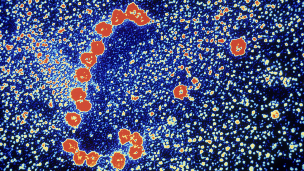 Colored microscopic image showing a cluster of red and yellow round particles against a blue, speckled background, resembling a virus or bacterial cells under magnification.