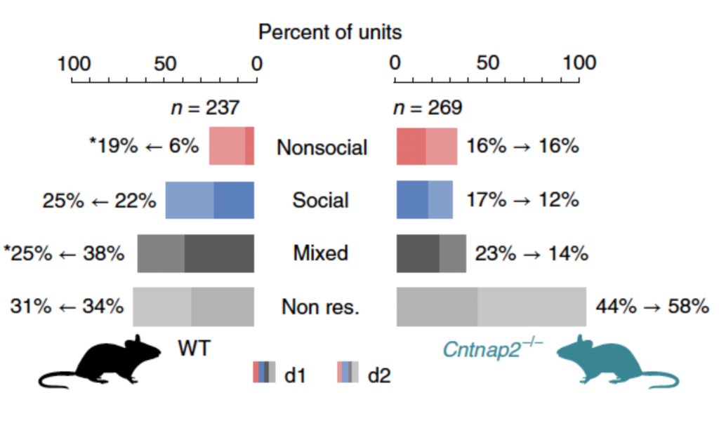 Bar graph comparing percent of neuronal units in WT and Cntnap2-/- mice across nonsocial, social, mixed, and non-responsive categories for two days (d1, d2), with color-coded bars and mouse illustrations.