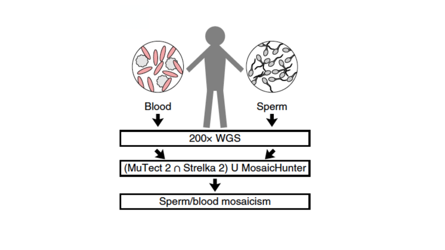 Diagram showing a person, with blood and sperm cells labeled, leading to genome sequencing and analysis to detect sperm/blood mosaicism using bioinformatics tools.