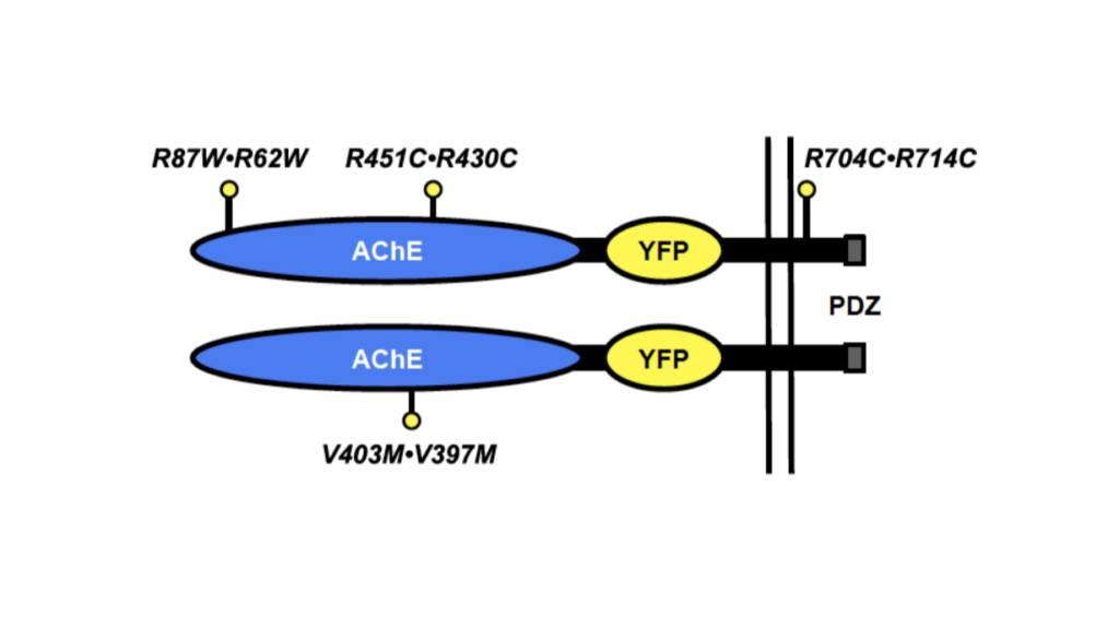 Image of gene graph